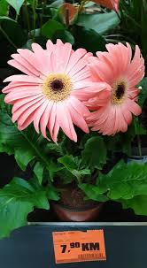 From wikimedia commons, the free media repository. Cvijece Je Znak Odanosti Obi Market Sarajevo Facebook