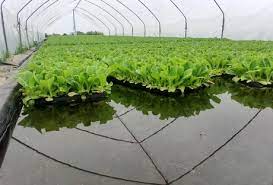 Thermoformed Tray Provides Aquaponic Grower With Alternative For Styrofoam