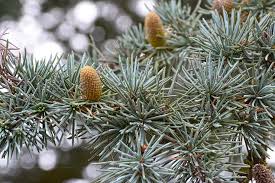 So no matter what type of fruit you prefer. Hd Wallpaper Fir Cone Tree Branch Fir Cone Closeup Needles Blue Fruit Wallpaper Flare