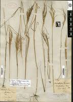 Image result for Diheteropogon amplectens