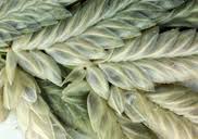 Image result for Eragrostis flavicans