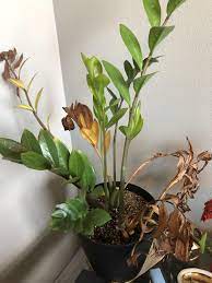 Just remove the yellow leaves and water when the soil is. Zz Plant With Yellowing Brown Leaves What Am I Doing Wrong Plantclinic