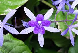 Image result for Petrea volubilis