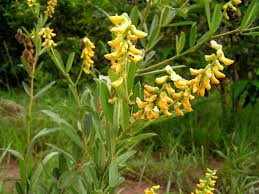 Image result for Eriosema psoraleoides