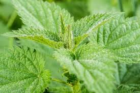 Peste o lingura de urzici se toarna un pahar de ceai de urzici combinat cu ceai de coada soricelului pe zi ajuta si la toniefierea stomacului. Urzica ProprietÄƒÈ›i Beneficii È™i Efecte Secundare Doftoria Ro