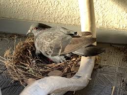 鳩が家に巣を作る前に！巣作りの前兆や取るべき対策をご紹介 | 鳥害対策専門エーライフ - 香川県高松市から四国全域へ出張無料見積もり