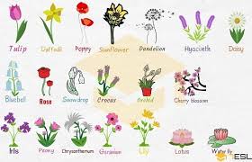 Nữ hoàng của thiên đàng, trong thần thoại la mã, juno là tên của vị thần bảo vệ hôn nhân. Cach Gá»i Hoa Sung Máº«u Ä'Æ¡n Trong Tiáº¿ng Anh Vnexpress