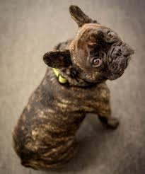 Reverse brindle is not considered a rare pattern but the brindling on your dog may offer you an important. The Ultimate Guide To Brindle French Bulldogs