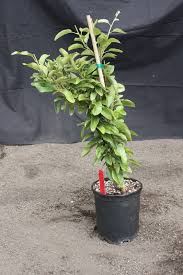 Image result for Bonamia