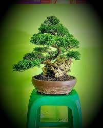 How To Take Care Of Bonsai Tree Spot On Solutions Garden Gardening Bonsai Bonsaitree Bonsaigarden Bonsaicare Bonsai Care Bonsai Tree Bonsai