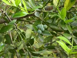 Image result for Nageia nagi