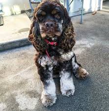 Black And Tan American Cocker Spaniel Puppies For Sale Chocolate Tan Merle Cocker Spaniel Cockerspanielchocolate Cocker Spaniel Puppies Cocker Spaniel Dog Cocker Spaniel