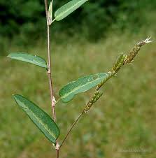 Image result for Alysicarpus zeyheri