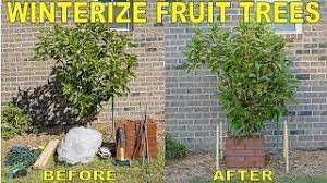 When a freeze is predicted, harvest as much fruit as you can, then clear the soil underneath your trees to allow the earth to absorb sunlight. Protect Fruit Trees From Frost And Freeze Winterizing Fruit Trees Youtube