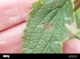 Image result for Coleus calycinus