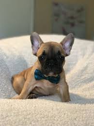 Pups can be picked up from our home or we can discuss delivery to the phoenix area or las vegas, nv. Litter Of 5 French Bulldog Puppies For Sale In Las Vegas Nv Adn 36330 On Puppyfinder Com Gende French Bulldog Puppies French Bulldog Bulldog Puppies For Sale