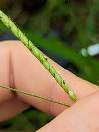 Image result for Urochloa brizantha