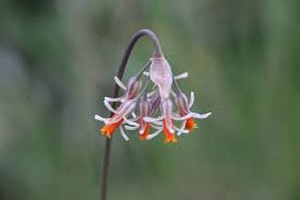 Image result for Tulbaghia acutiloba
