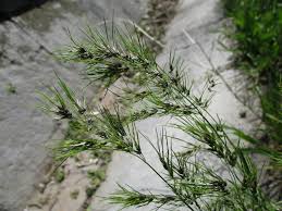 Image result for Daknopholis