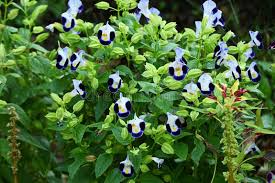 Image result for Linderniaceae