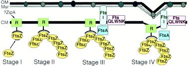Maybe you would like to learn more about one of these? Bacterial Cell Division The Cycle Of The Ring Cell