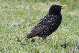 European Starling (Birds of Sagamore Hill National Historic Site) ·  iNaturalist