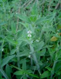 Image result for Justicia matammensis