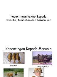 Kepentingan pembiakan tumbuhan kepada hidupan. Kepentingan Haiwan Kepada Manusia Tumbuhan Dan Haiwan Pdf