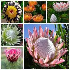 Egrow 50 Pcs Pack Protea Seeds Rare Protea Cynaroides Bonsai Easy Planting Rare Bonsai Flower Bonsai Rare Flower Bonsai Flower Plastic Flower Pots Rare Flowers
