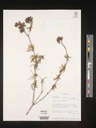 Image result for Agathisanthemum globosum