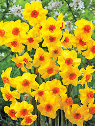 Martinette Daffodil