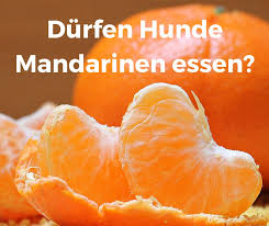 Durfen Hunde Mandarinen Essen Auch Satsuma Clementine Und Tangerine Hunde Hund Banane Und Hunde Futter