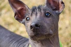 Check spelling or type a new query. Xoloitzcuintli Dog Breed Information And Pictures