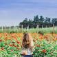 Cut Your Own Bouquet in our Community Cutting Garden