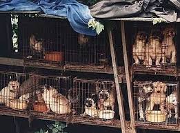 Puppy mills and puppy farming are regrettably legal within the uk despite intense pressure from those seeking better animal welfare and animal rights. Petition The Governor Of Pa Make Your Pa Dog Law Enforcement Office Enforce Puppy Mill Regulations Change Org