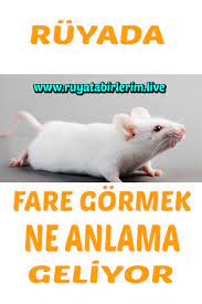 Ruyada Fare Gormek Ne Demek Hamsterlar Fareler Tarot