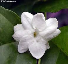 Check spelling or type a new query. One Of My Fave Flowers Sampaguita Is The National Flower Of The Philippines 3 Types Of Sampaguita Maid Of Or Jasmine Plant Jasmine Flower Jasminum Sambac