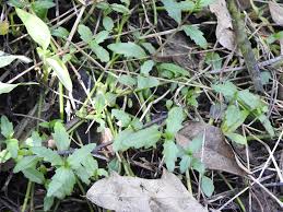 Image result for Enydra fluctuans