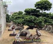 Dragon shape ficus bonsai tree middle size supplier,manufacturer