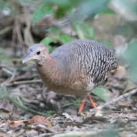 Image result for Erythrocephalum decipiens