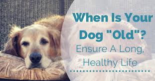 The impact of the liver cancer stage 4 is very bad, and the condition gets worse with time. How To Help Your Dog Live Longer
