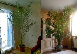 Maybe you would like to learn more about one of these? Posadit Finikovuyu Kostochku Doma Vse Cvety