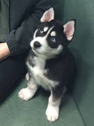 Baby Siberian Husky Black And White Black Baby Siberian Husky Baby Siberian Husky Siberian Husky Baby Huskies
