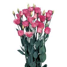 Check spelling or type a new query. Lisianthus Piccolo Rose Cut Weddings Flower Suppliers Wholesale Flowers Direct