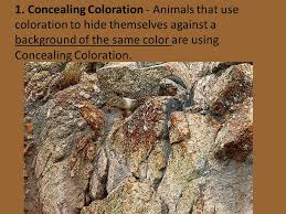 I Can Name The 4 Types Of Camouflage Animals And Insects Use I Can Describe The Characteristics Of Each Type Of Animal Camouflage I Can Give Examples Ppt Download