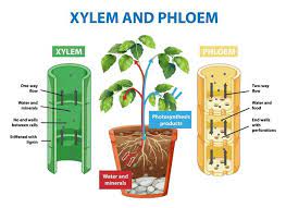 They both perform the same function but they are categorized depending on the type of growth. Free Vector Diagram Showing Xylem And Phloem Of Plant