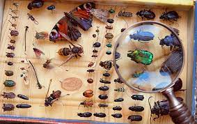 Provides a proactive approach to our maintenance programs, looking outside the box and preventing problems prior to their existence. About Accurate Pest Control In Eureka Fortuna Ca Since 2007