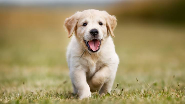 6 tips to groom your dog at home 