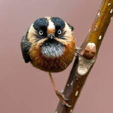 Sea, ocean & water animals names | images. Discover Wildlife On Instagram Photo By Adityaa Chavan Real Face Of Angry Bird Name Rufous Fronted Bushtit In The Sik Pretty Birds Funny Birds Pet Birds