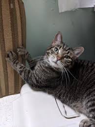 Thanks For Sharing And Helping This Cat Find A Home Tabby Domestic Short Hair Mixed In Columbus Oh Pet Adoption Pets Dog Adoption